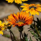 Gazania 