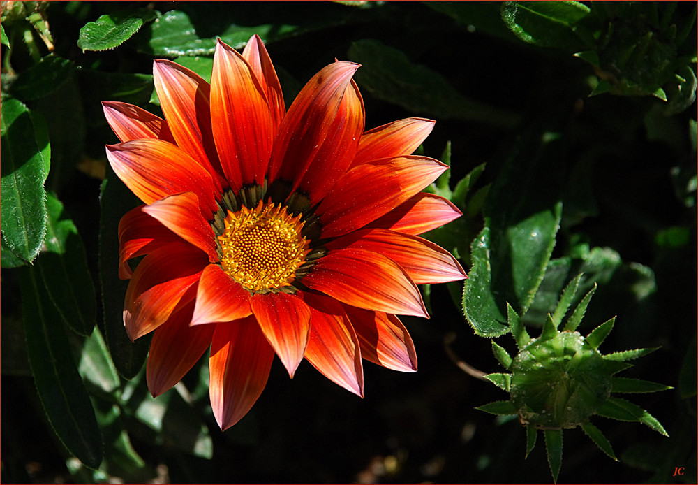 Gazania