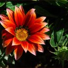 Gazania