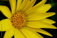 Gazania amarilla