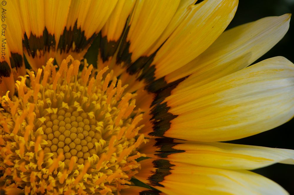 Gazania amarilla