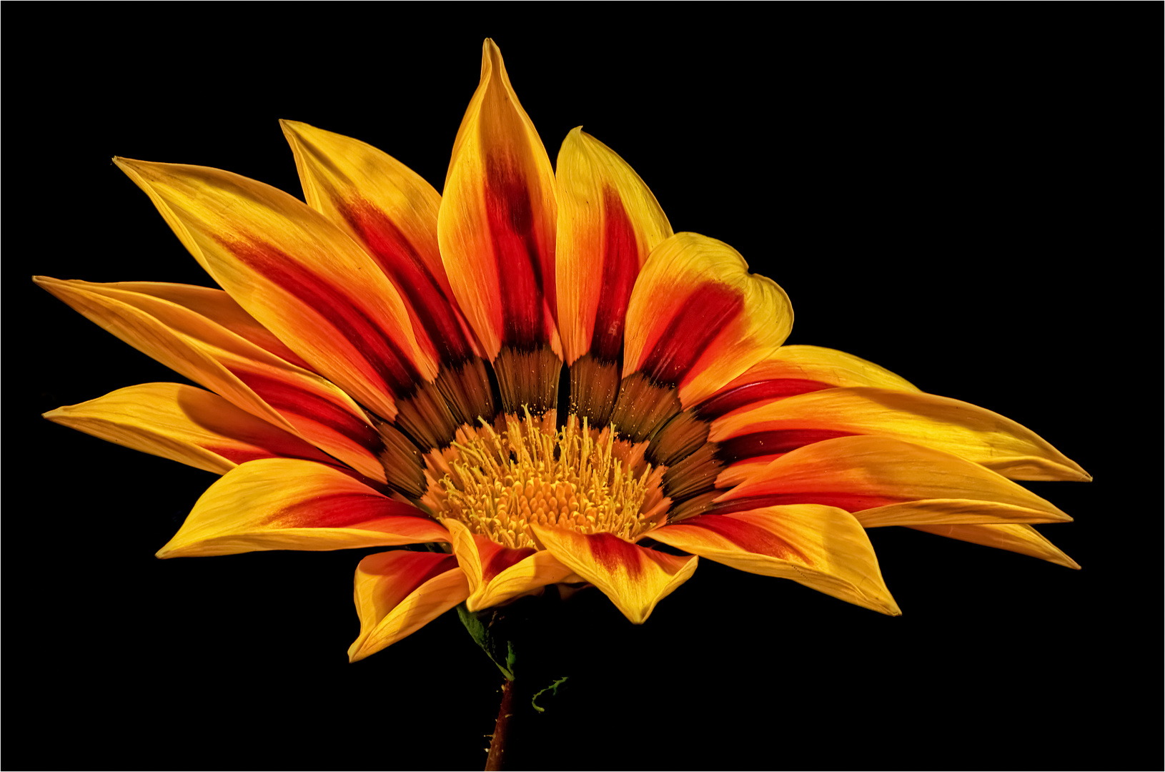 Gazania