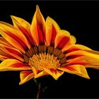 Gazania