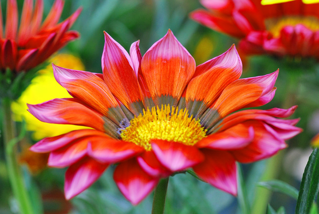 gazania