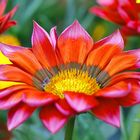 gazania