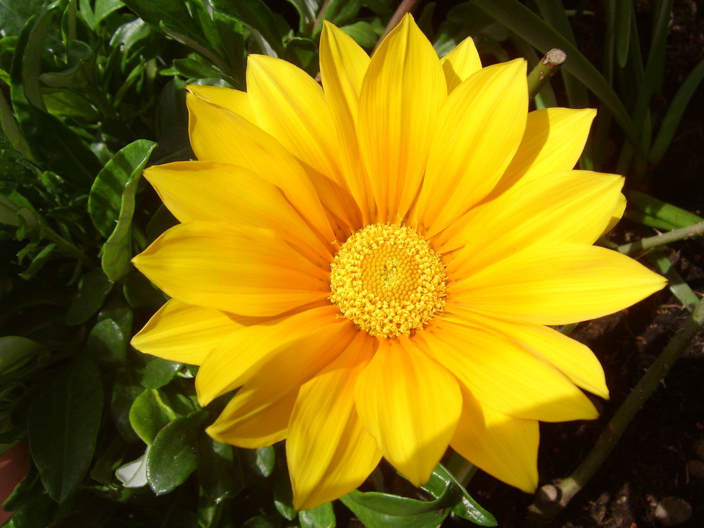 Gazania