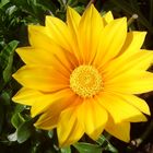 Gazania