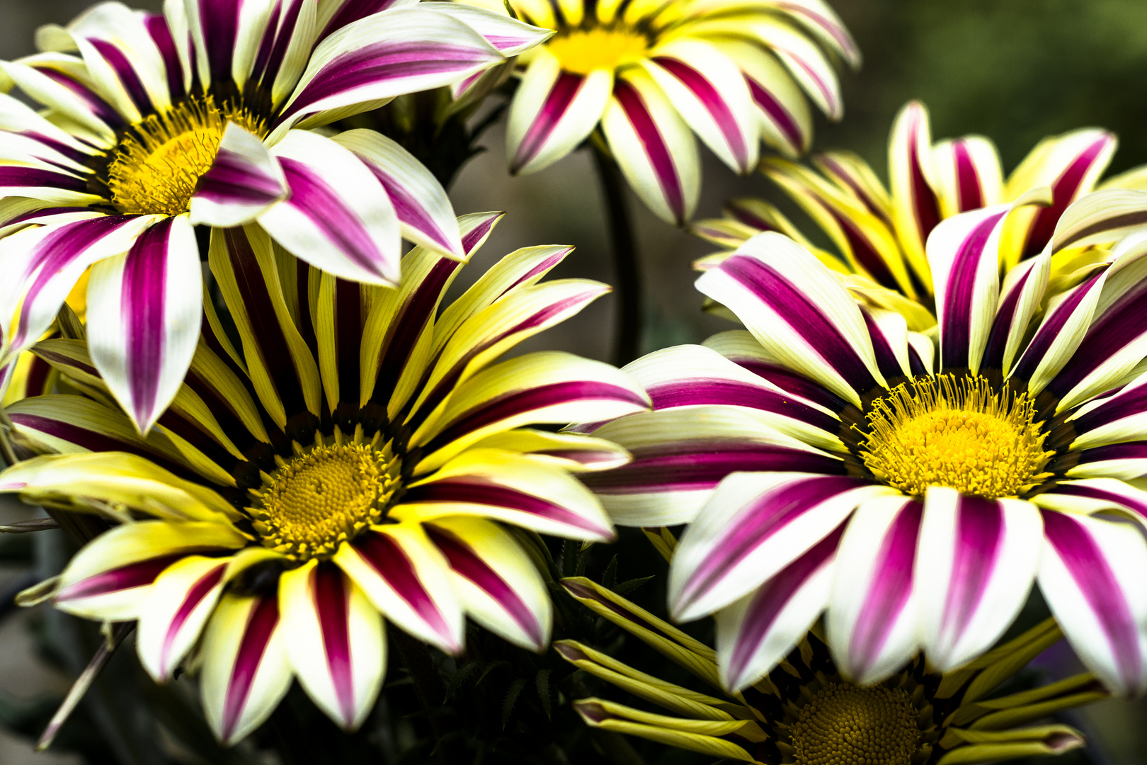 Gazania Big Kiss white