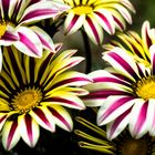 Gazania Big Kiss white