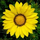 Gazania