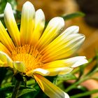 Gazania