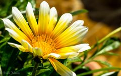 Gazania