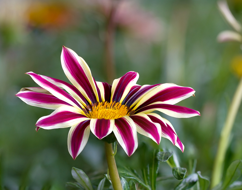 -GAZANIA-