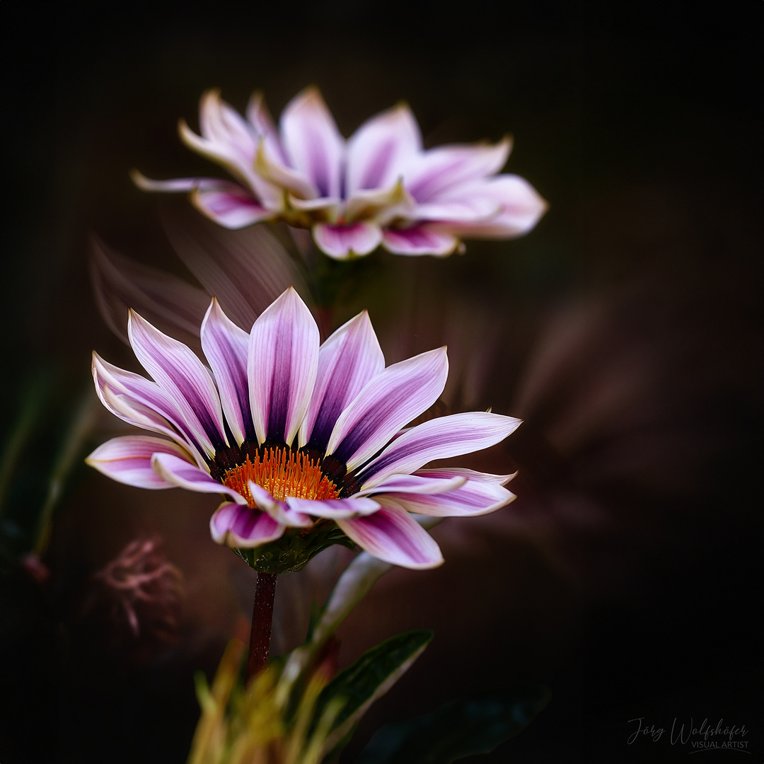 Gazania