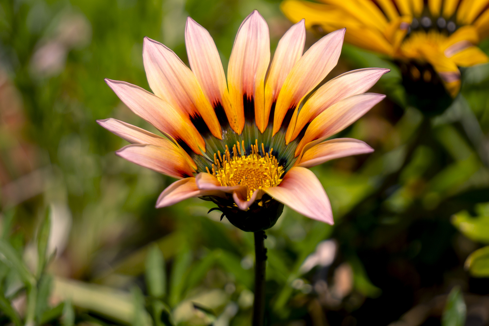 Gazania