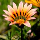 Gazania