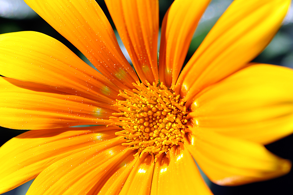 Gazania