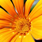 Gazania