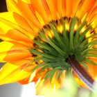 Gazania