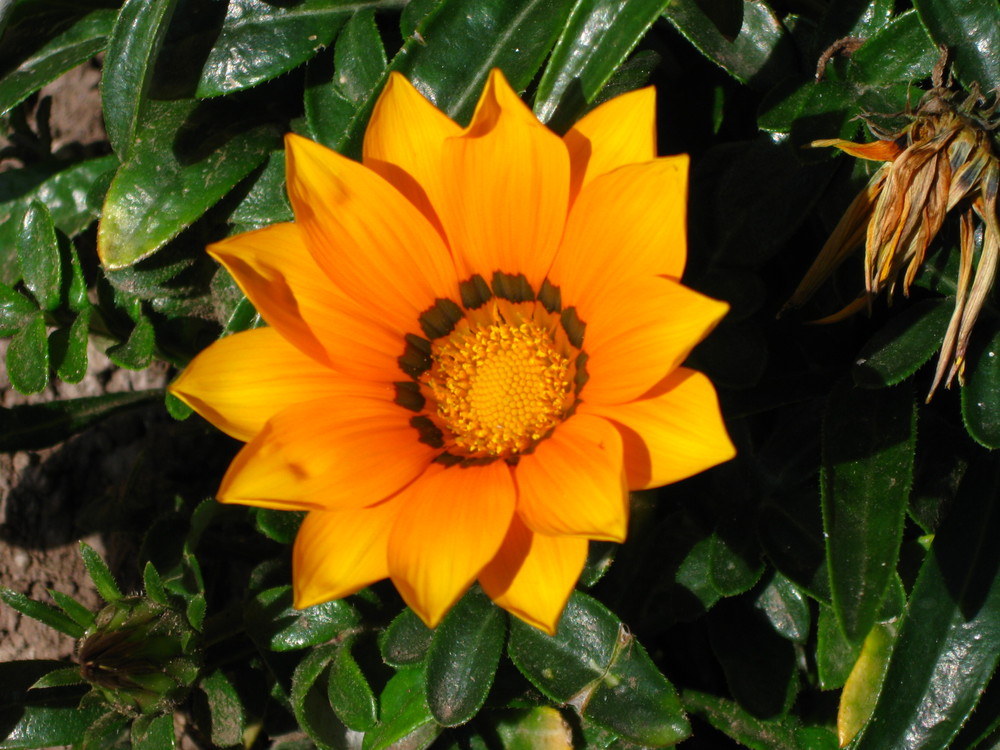 Gazania