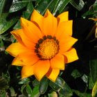 Gazania