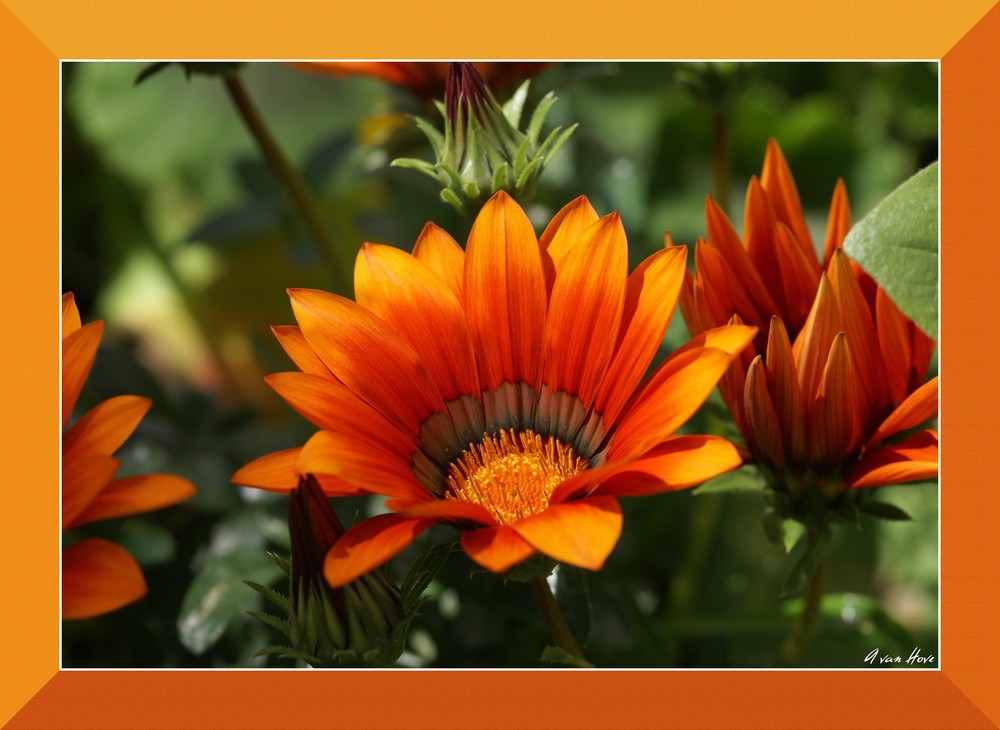 Gazania