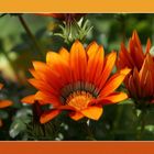 Gazania