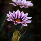 Gazania 