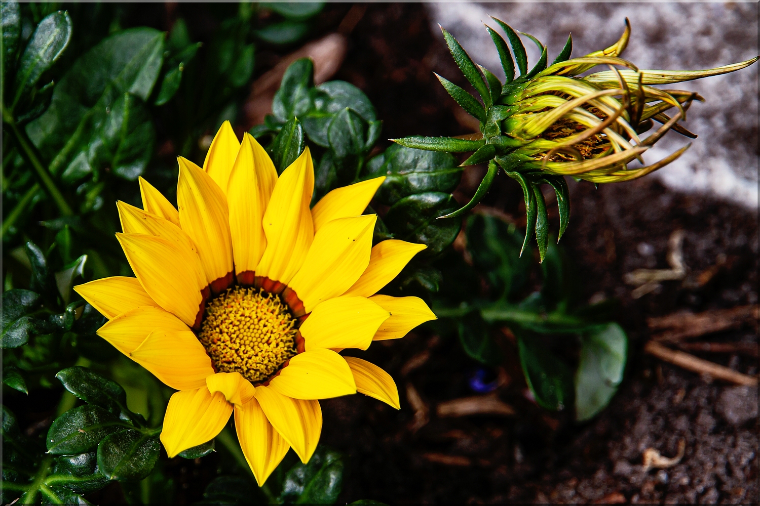 Gazania