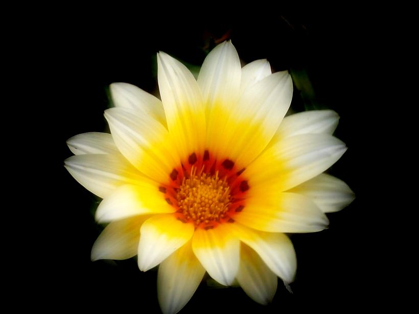 Gazania From White to Yellow