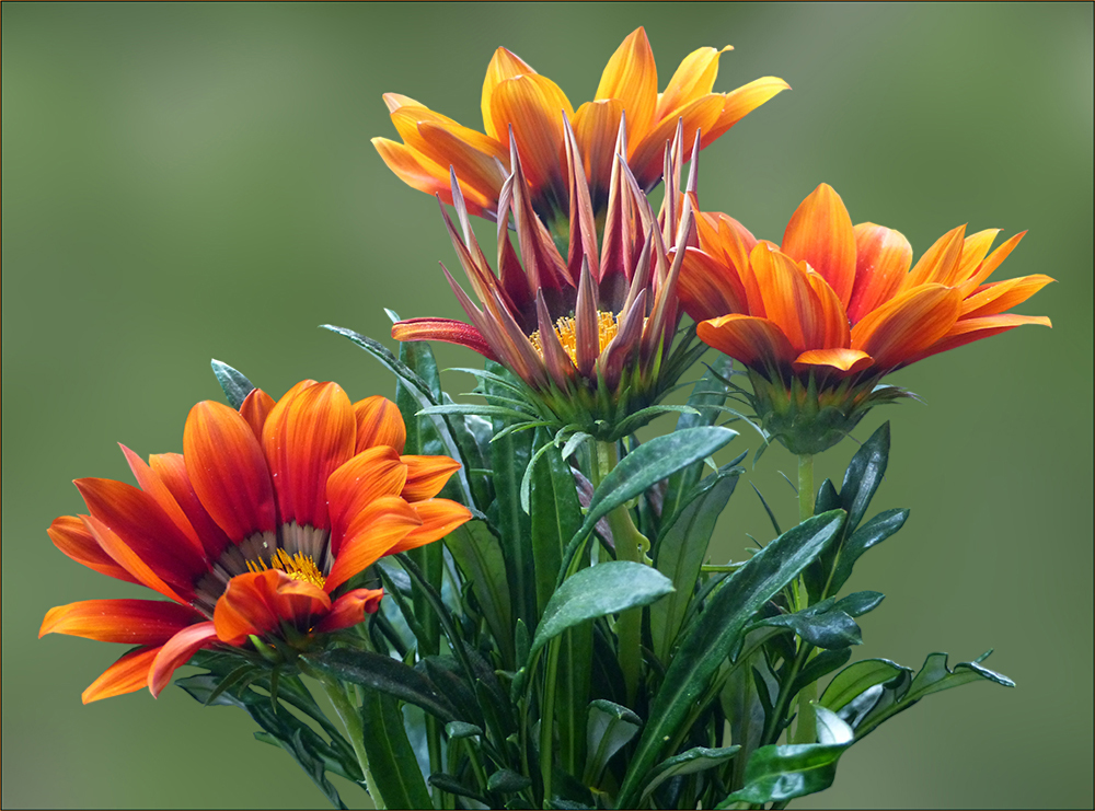 Gazania - Gazanien