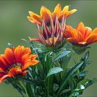 Gazania - Gazanien