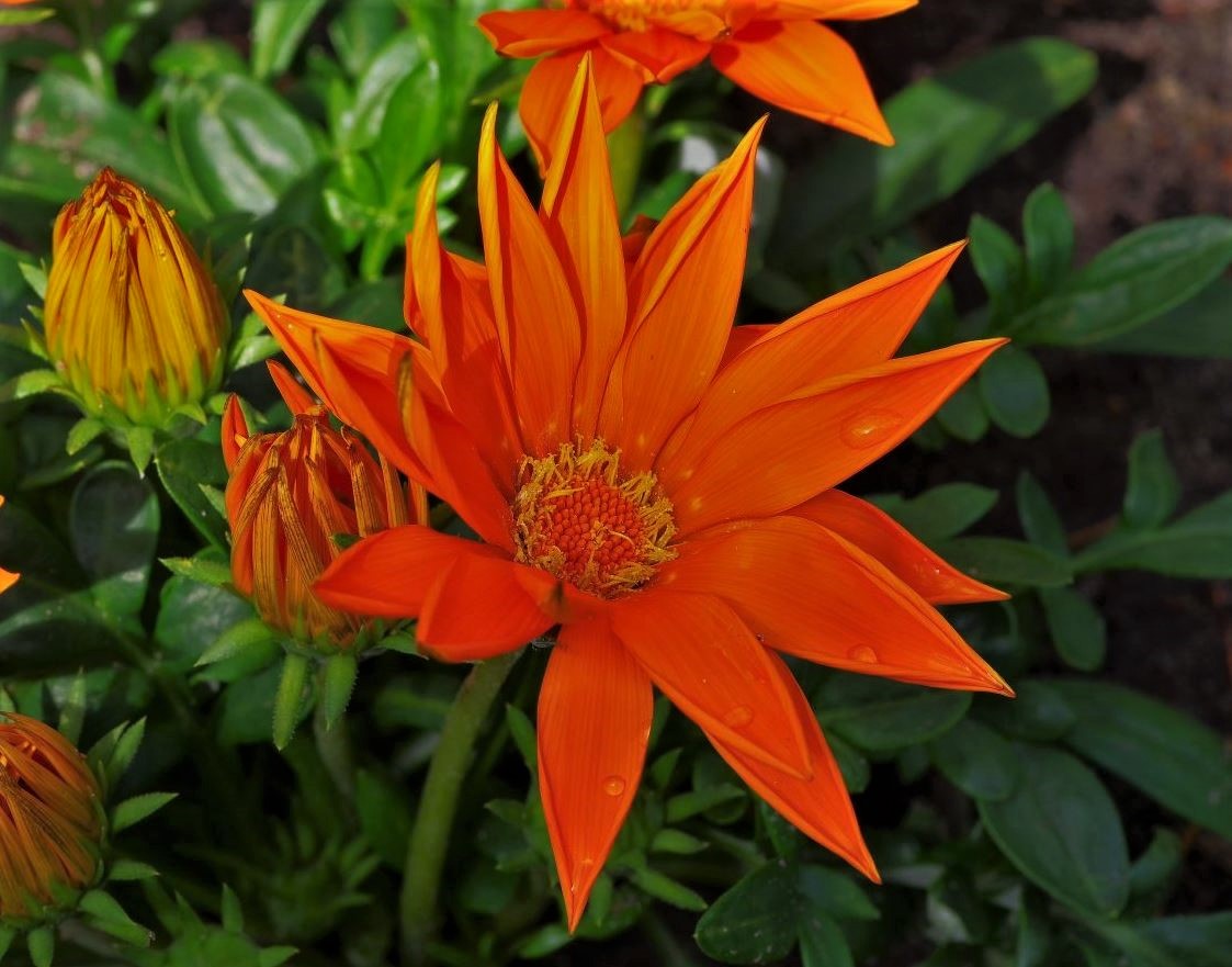 Gazania giant, Mittagsgold