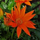 Gazania giant, Mittagsgold