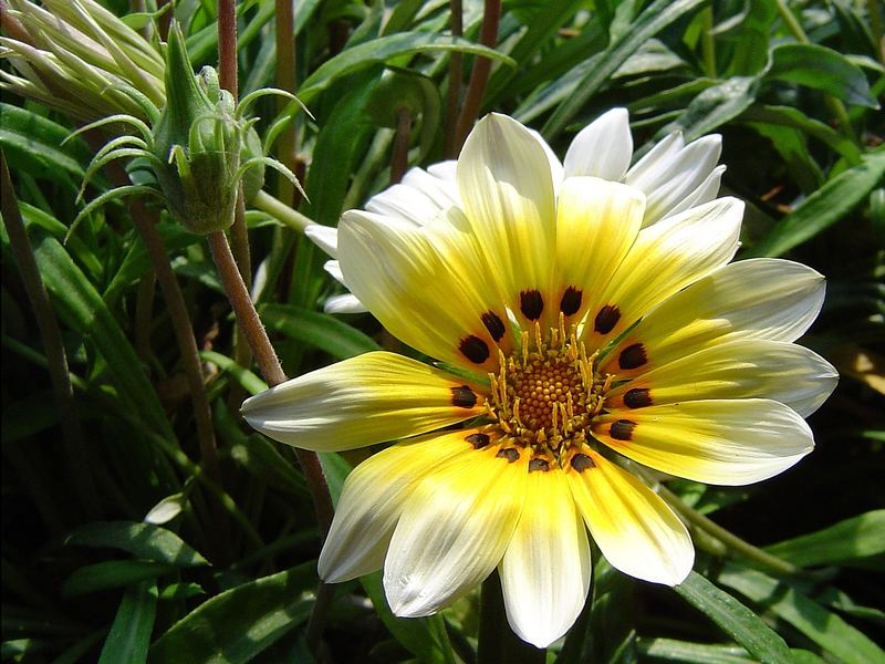 Gazania hybrida