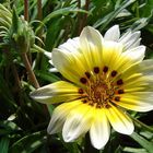 Gazania hybrida