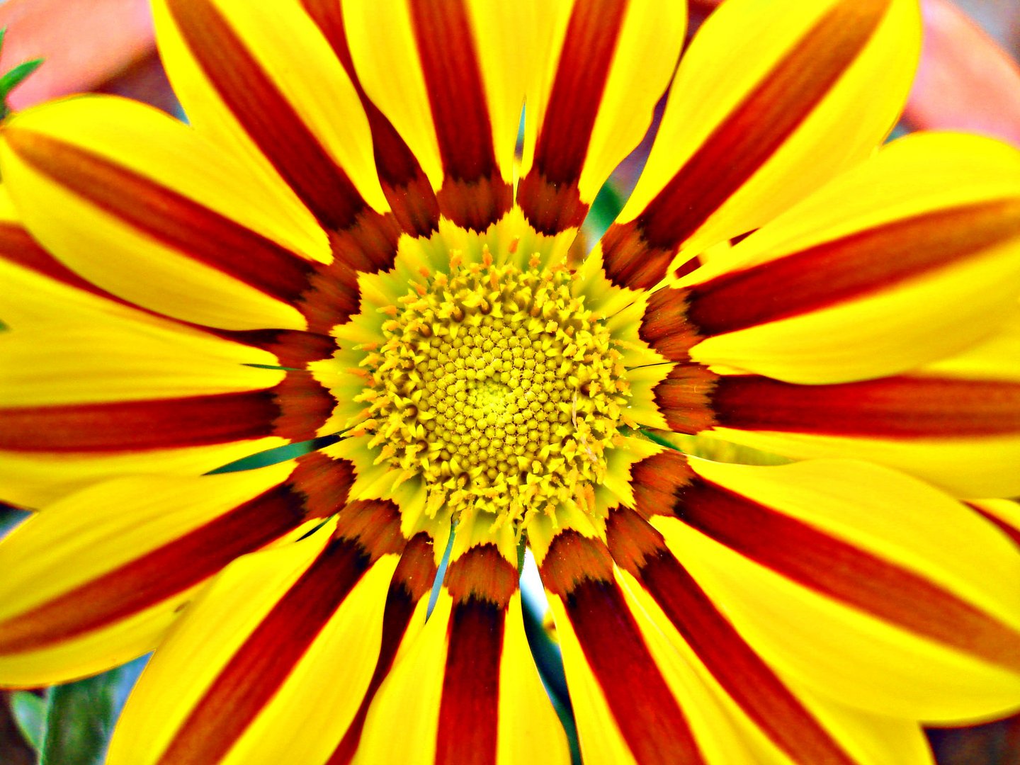 Gazania in der Mittagssonne