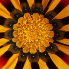 Gazania Macro - Mittagsgold - Sonnentaler