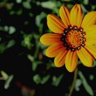 gazania marittima