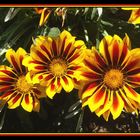 Gazania Mittagsgold