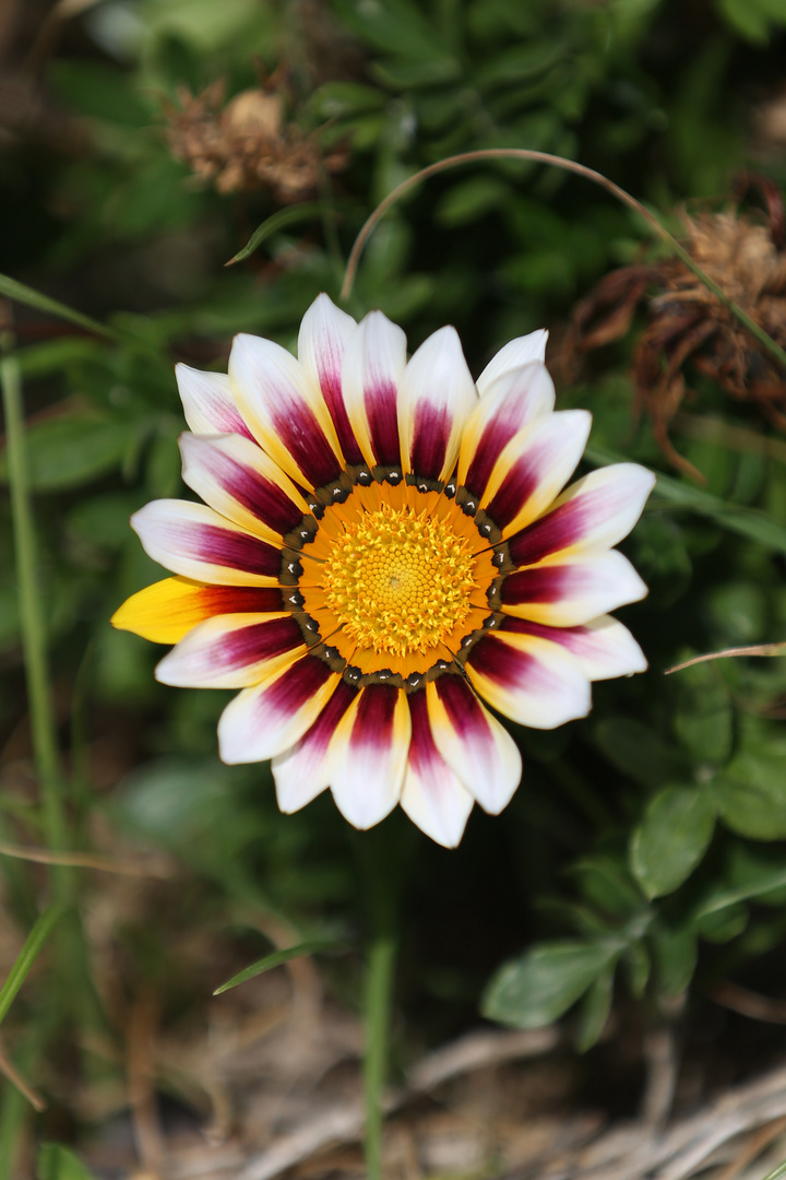 Gazania - Mittagsgold