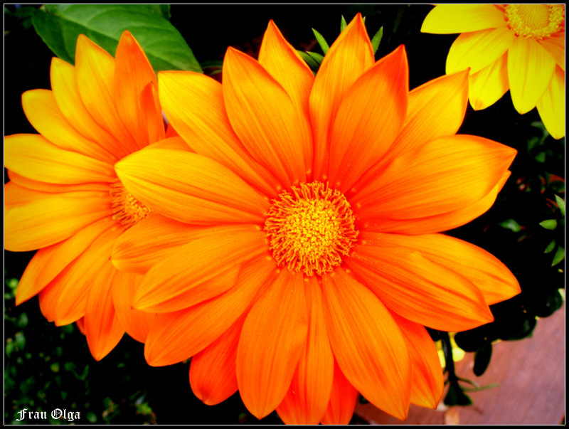 Gazania oder auch Mittagsgold