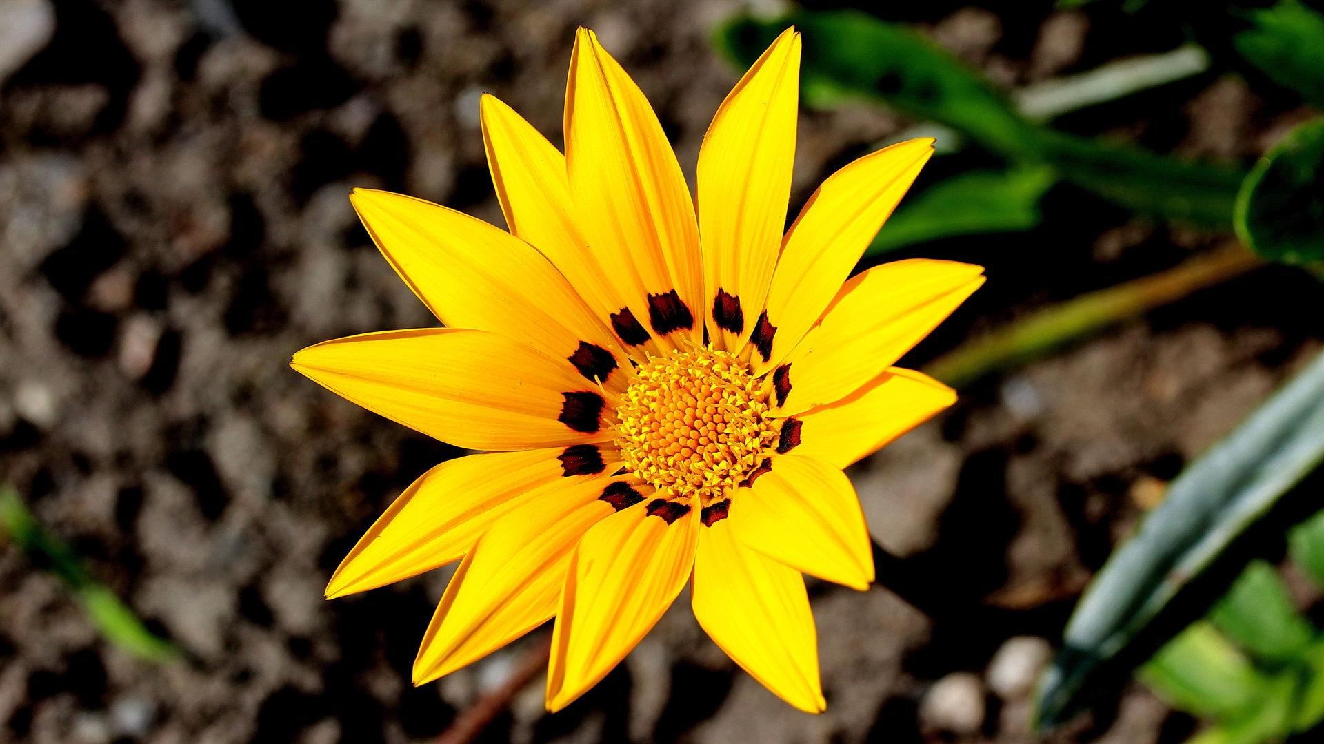 Gazania rigens