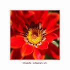 "Gazania rigens, MITTAGSGOLD"