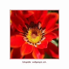 "Gazania rigens, MITTAGSGOLD"