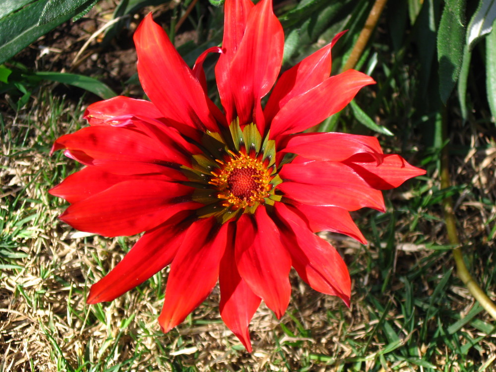 Gazania roja