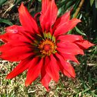 Gazania roja