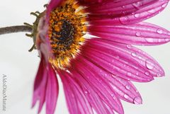 Gazania rosada