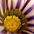 Gazania splendens