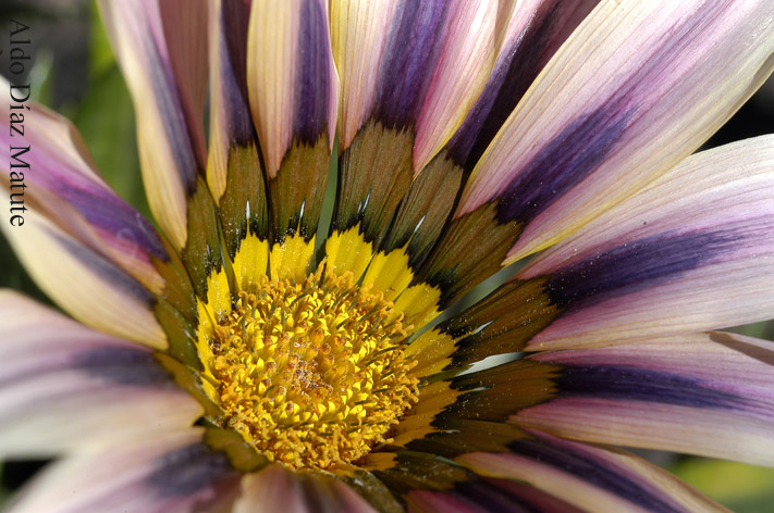 Gazania splendens